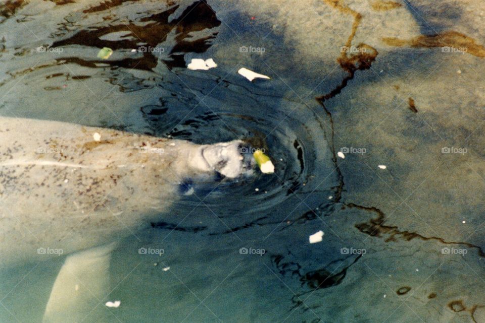 Manatee. Florida Manatee, as known as a Sea Cow