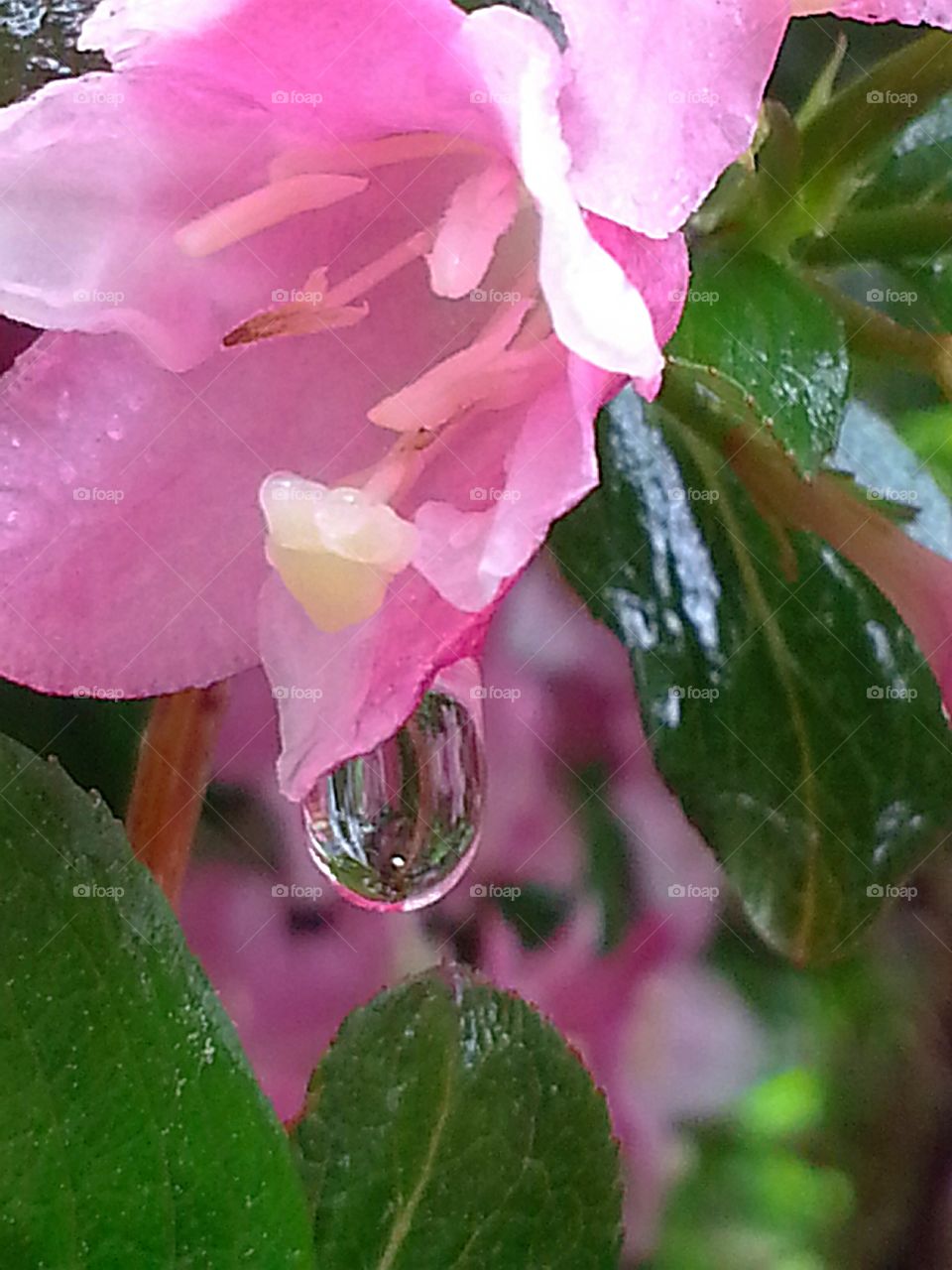 The true nature of beauty