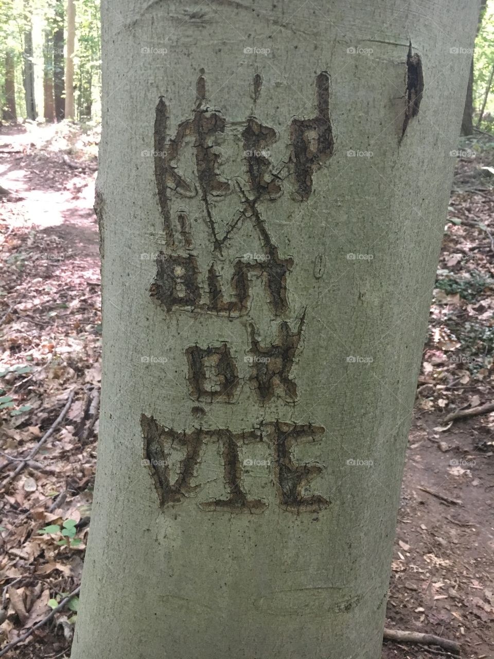 Tree writings 