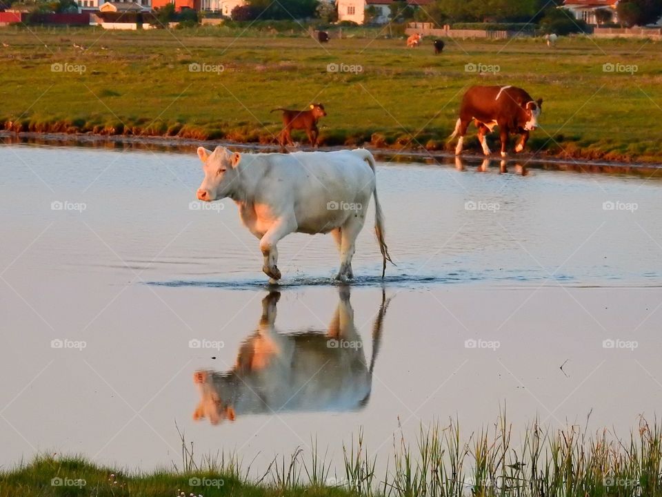 Cow in water