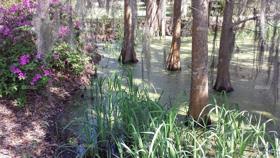 Swamp. Swamp full of alligators on Avery Island, Louisiana