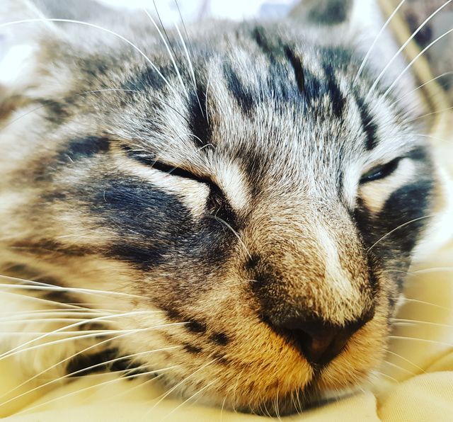 Maine Coon- Happy