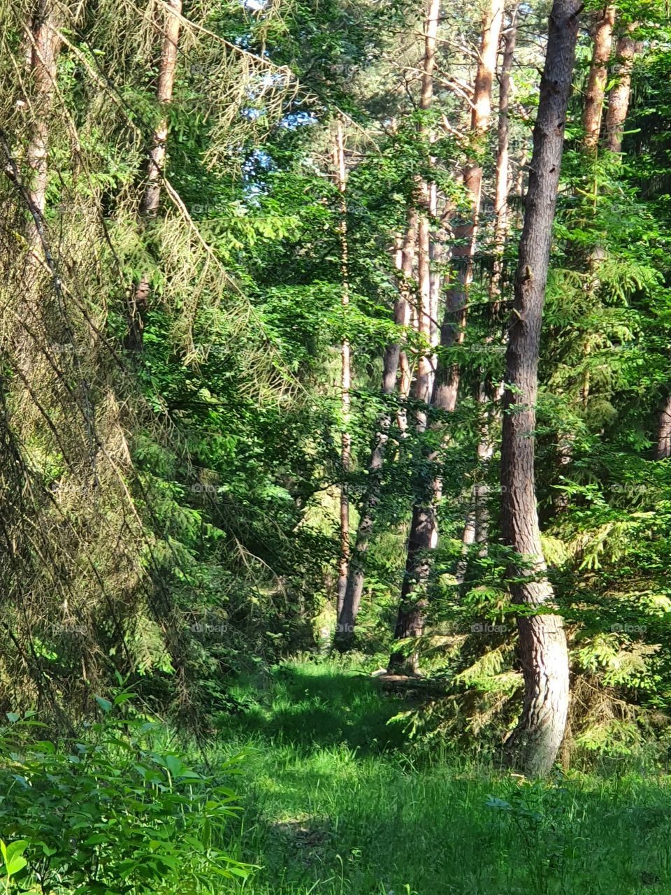 Forest, Wald
