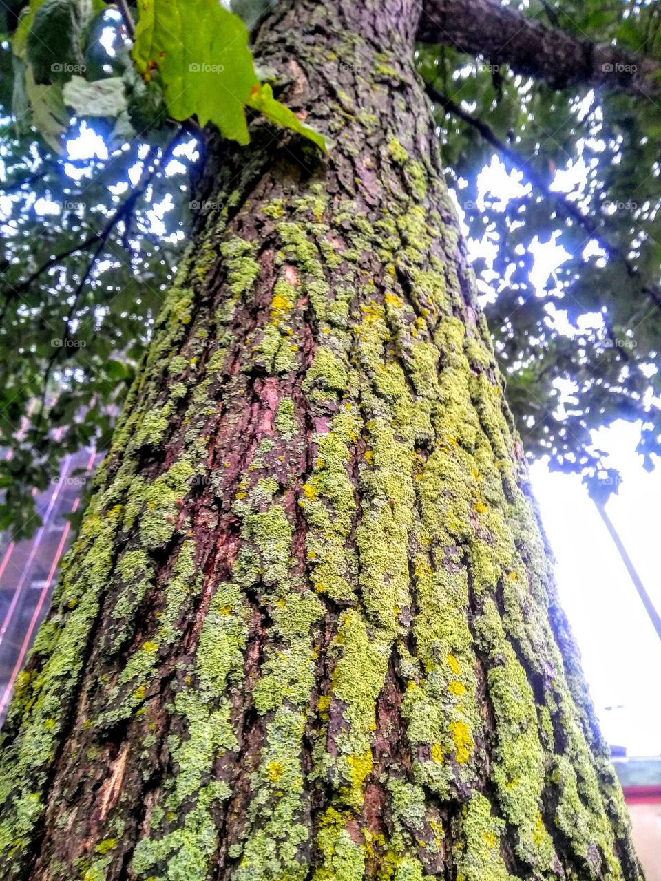 Tree with moss