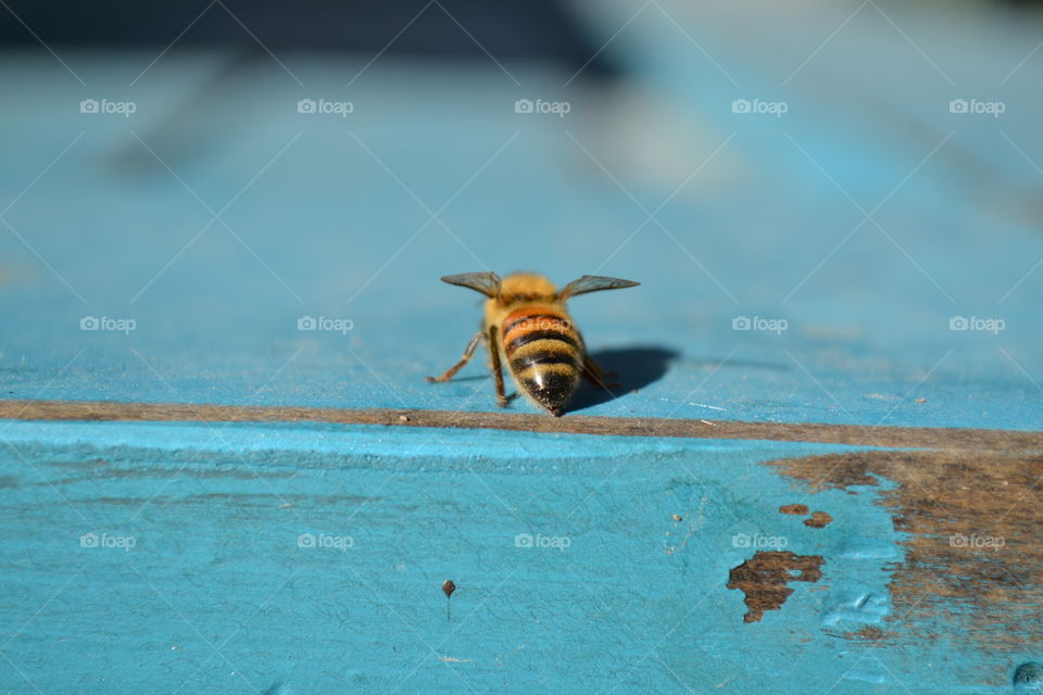 Honeybees walking on blue bench.