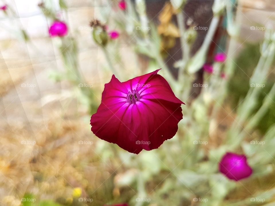 flower in my mum garden .pretty