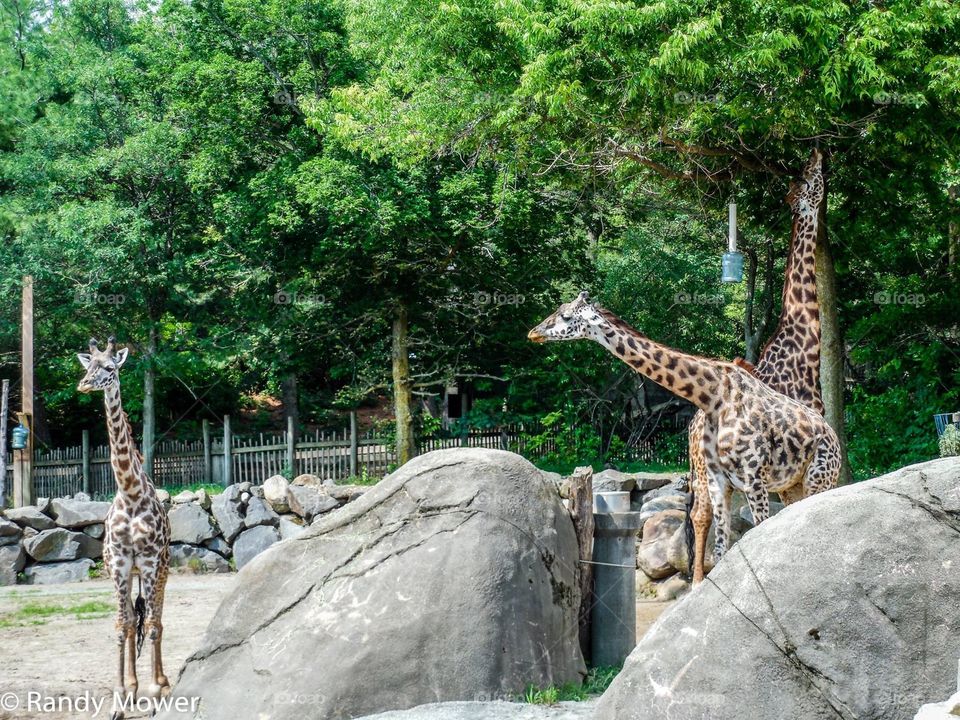 Rodger Williams Park Zoo
Providence RI