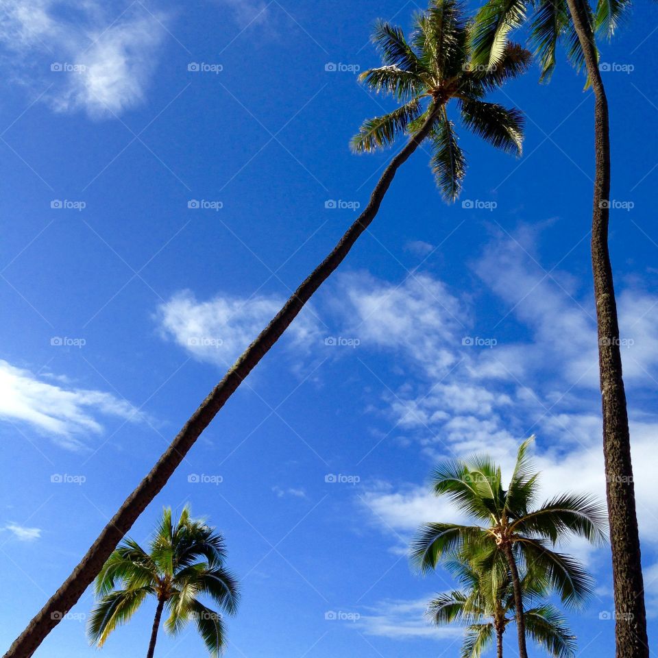 Palm trees against sky