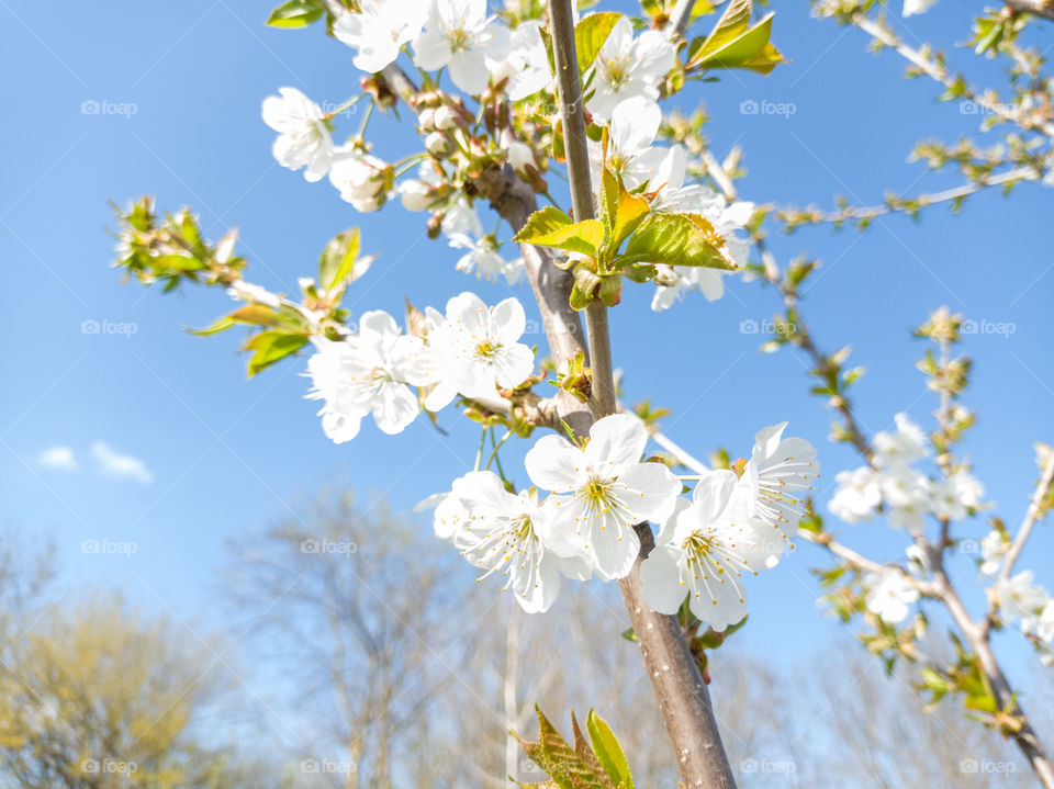 Cherry blossoms on a blue sky background.