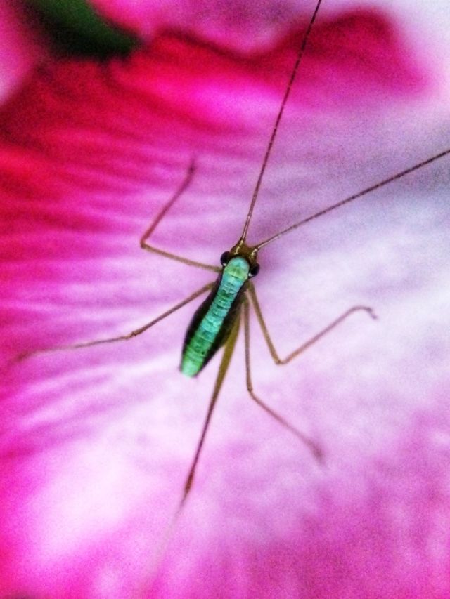 Your Best Macro Shot