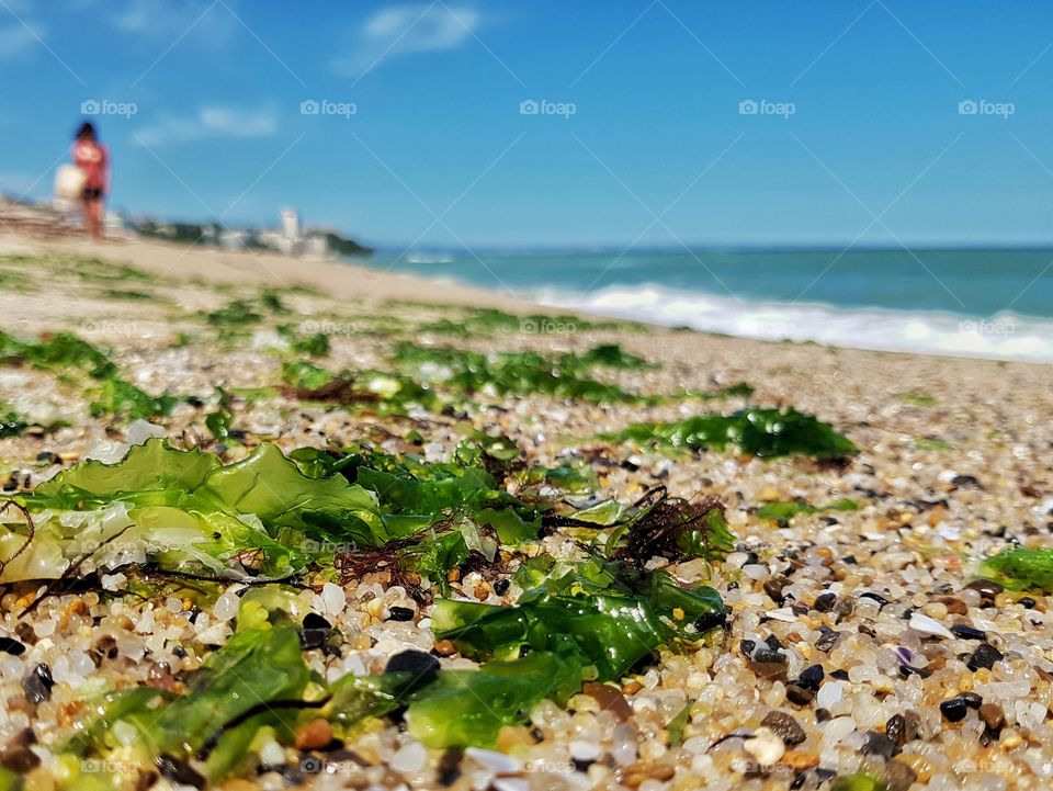 Algae on the beach