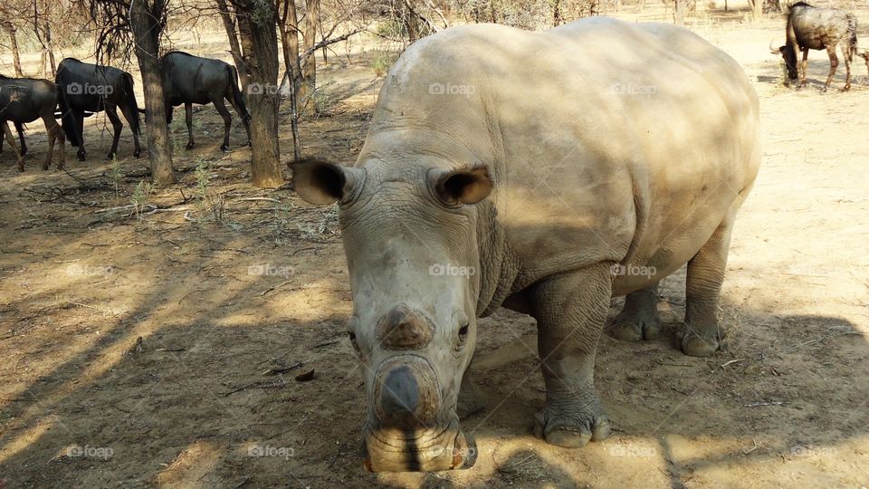 Rhino with Wildebeests in background