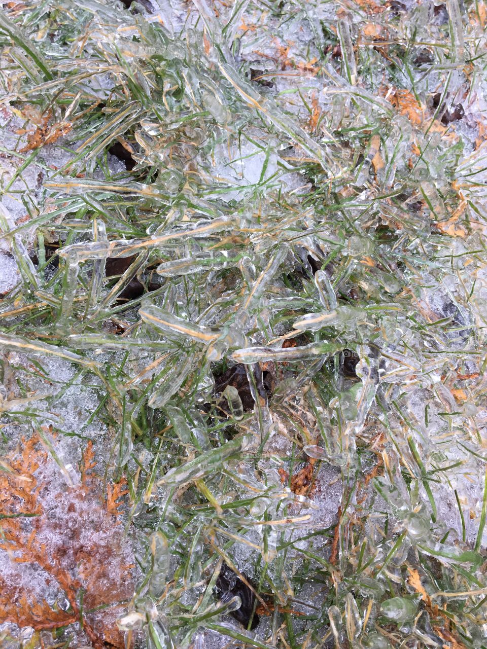 Frozen grass after an ice storm. 