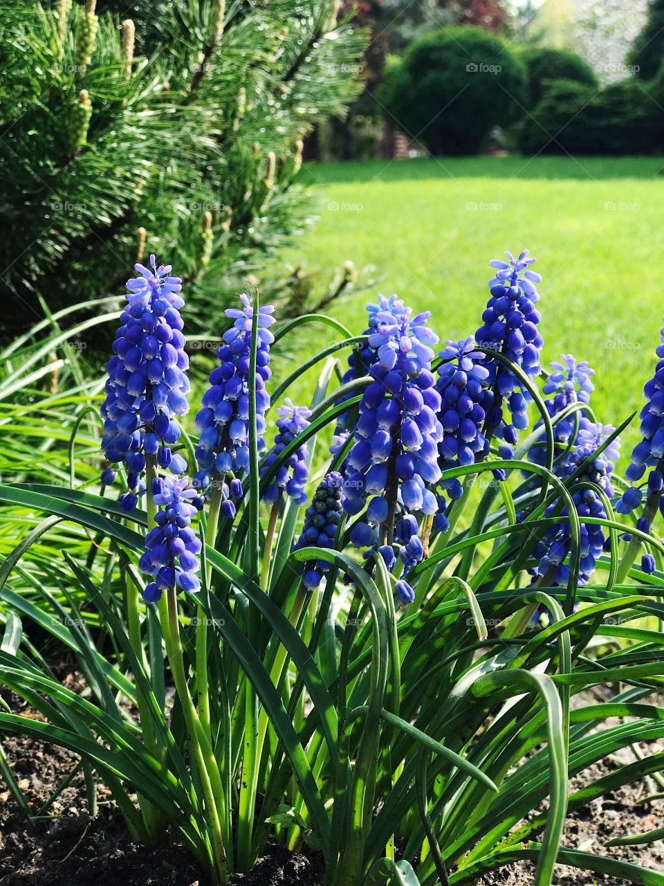 Spring garden flowers blue muscari on green grass 