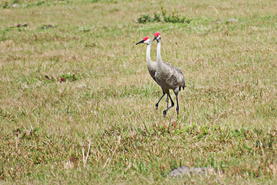 Cranes