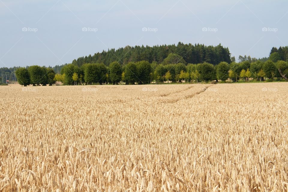 Harvesting time . Wheat fields 