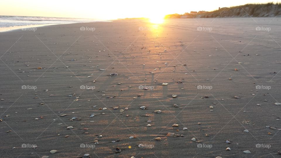Shells at Sunset