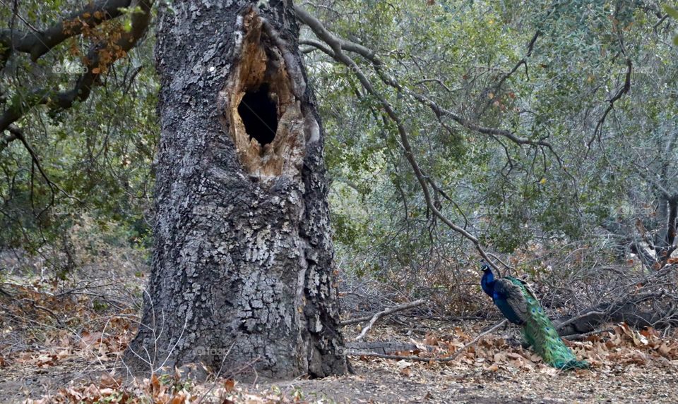 Peacock at the park. Irvine Regional Park in California 