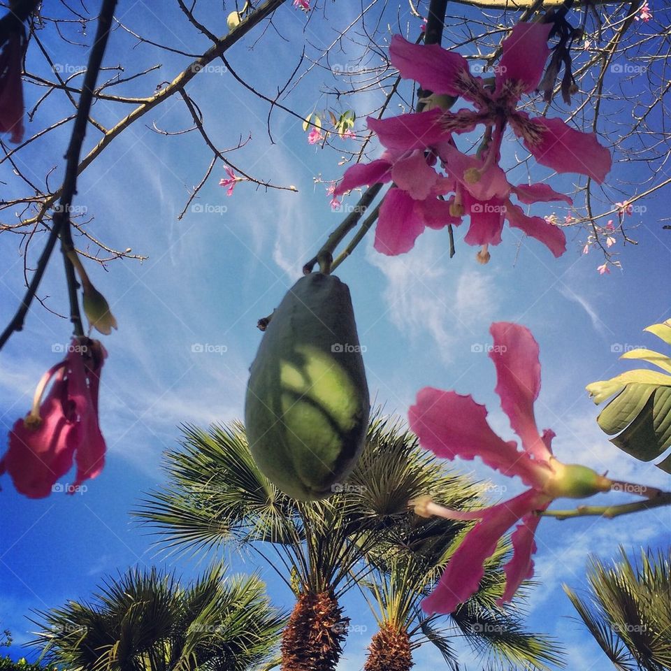 Fruits and Flowers