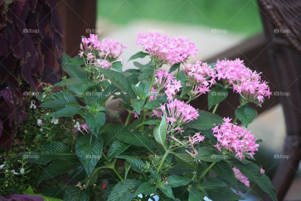 Pink flowers