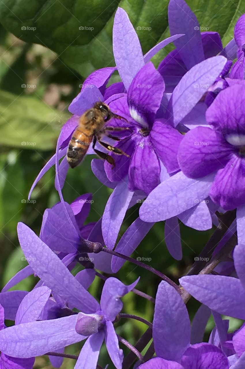 Bee on Queens Wreath