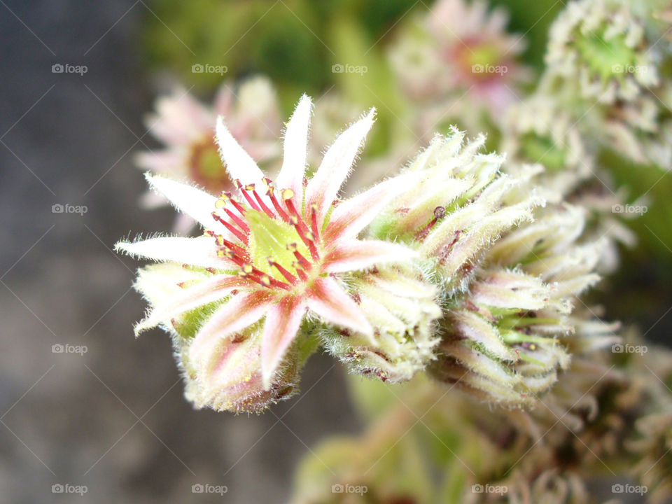 Houseleek Flower