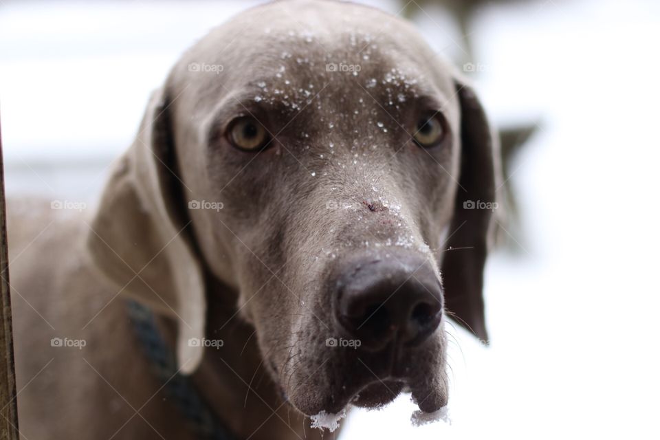 Dog and Snow