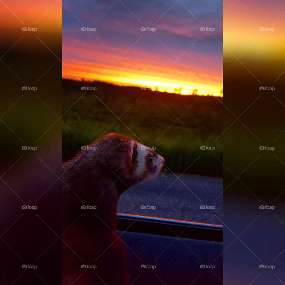 Ferret and a sunset