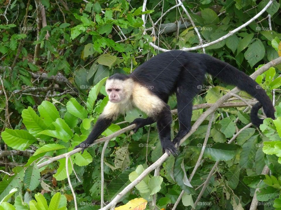 Monkeys in Panama
