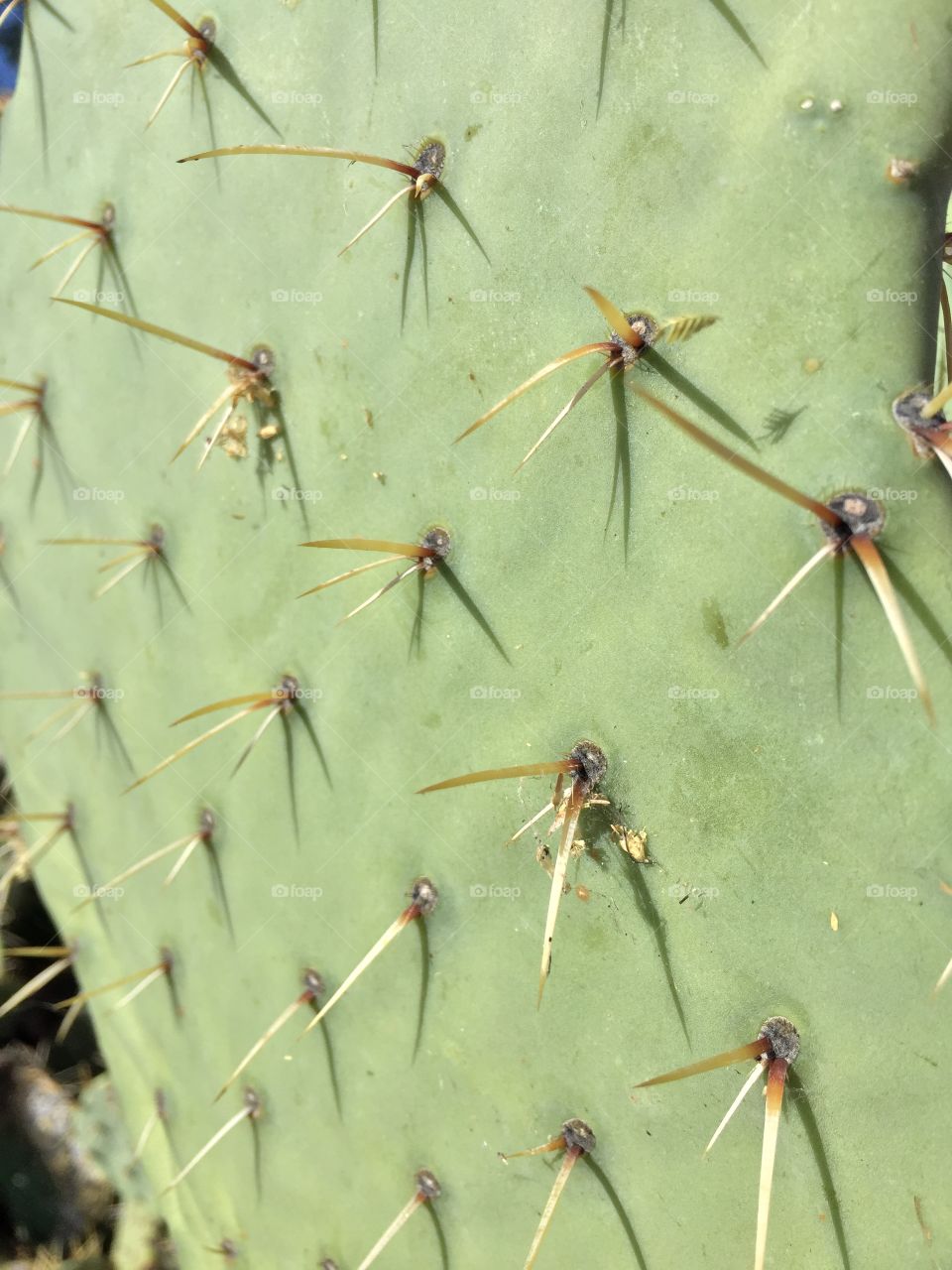 Cactus Paddle Closeup