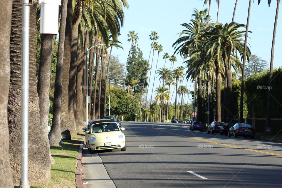 Beverly Hills residential street. 