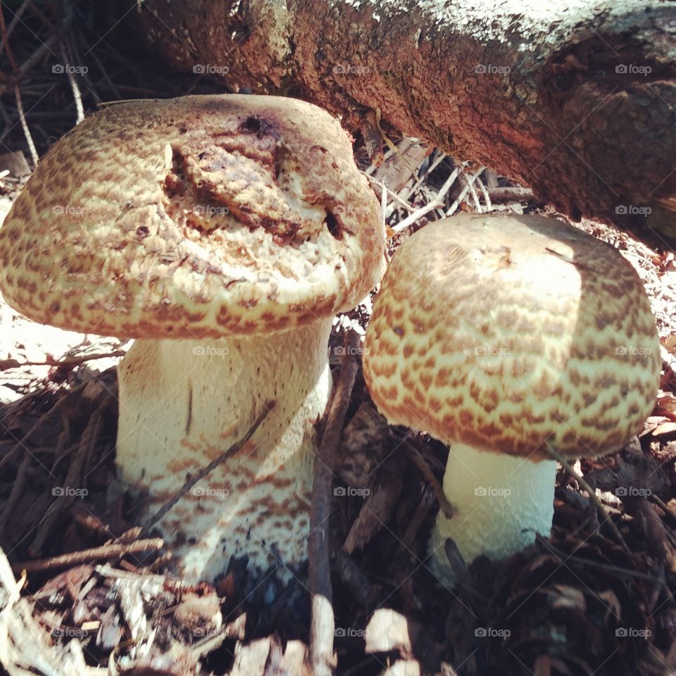 Mushrooms. Walking in nature and came across these perfect mushrooms