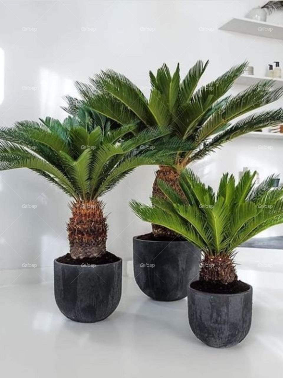 This is Cycas.. My love Cycas