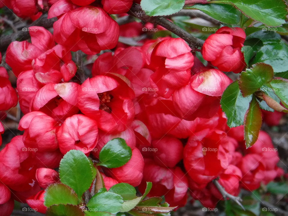 red flowers