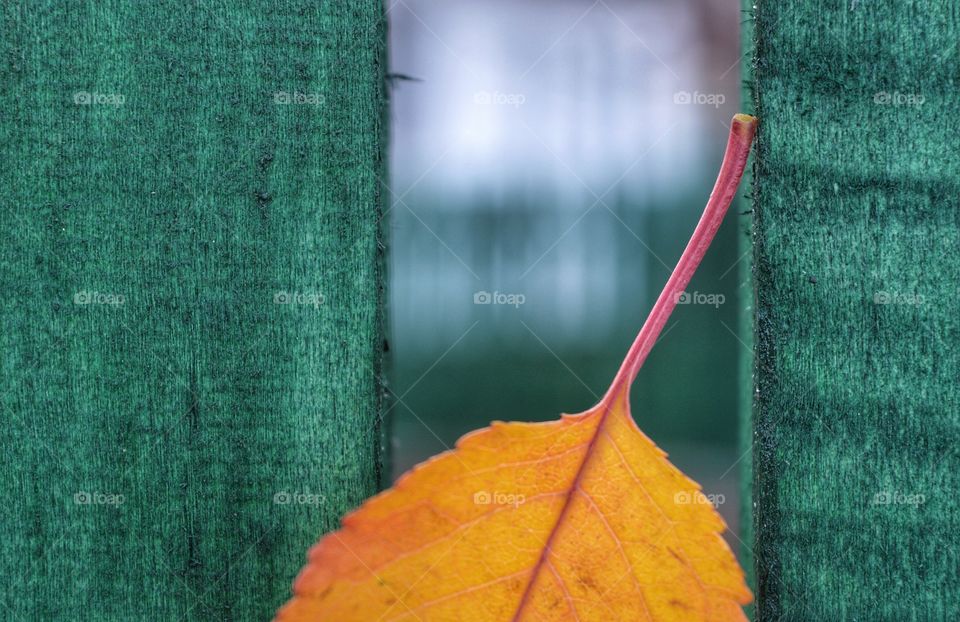 Fall, No Person, Leaf, Desktop, Color