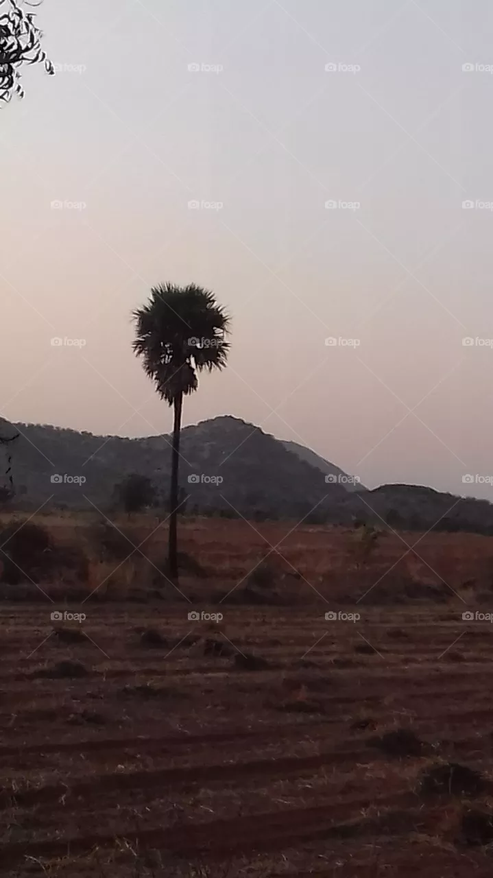 tree in black shade