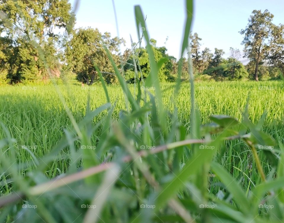 Grass