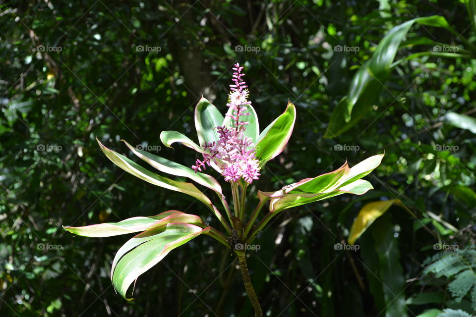 Flowering tropical plant 