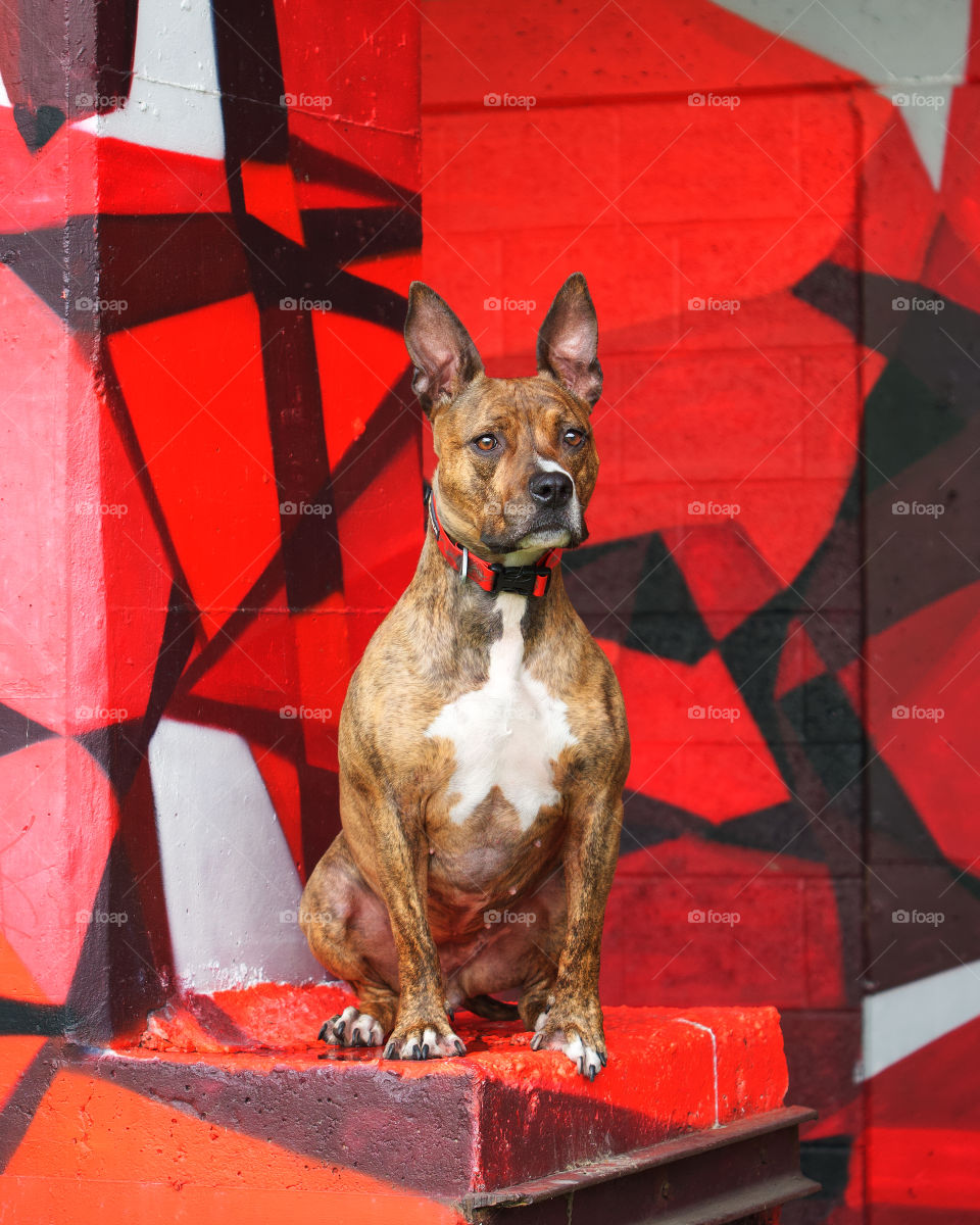 Laika and a red wall #2