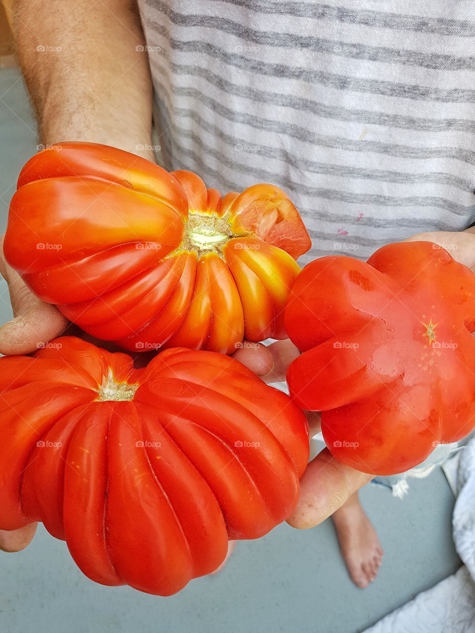 Oxheart tomatoes