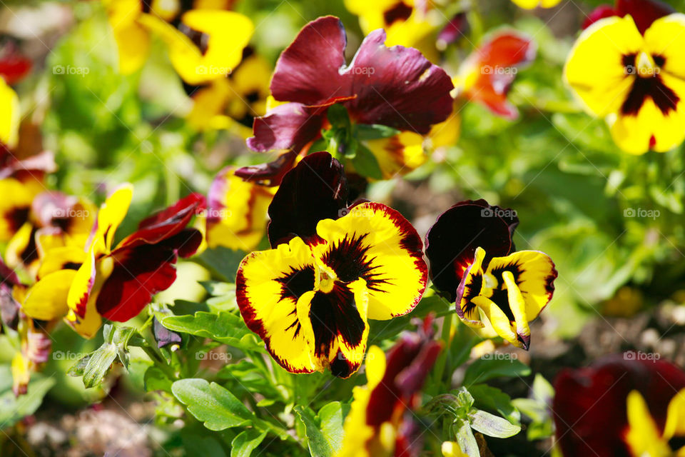 heartsease, flower garden - close-up