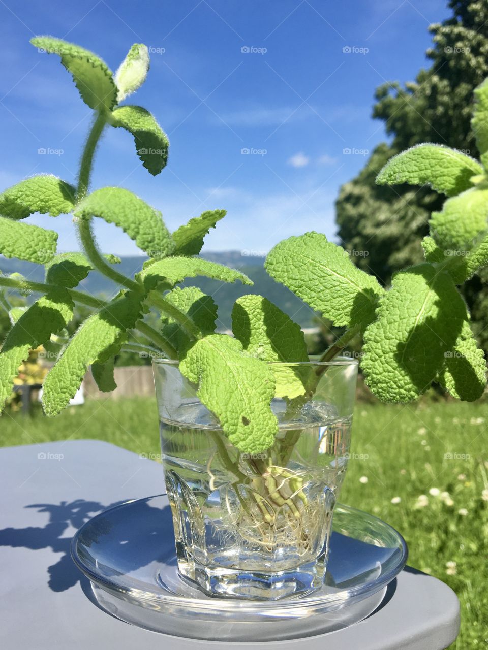 sprigs of wild mint with roots for transplanting into the garden