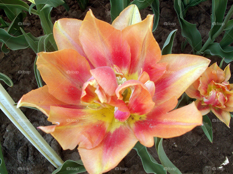 tulip