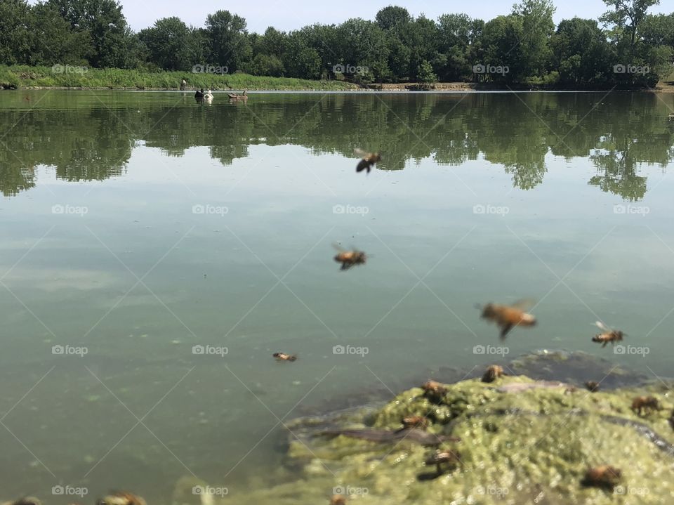 Thirsty Bees,honeybee, honeybees,bee,bees,flying,lake,water,moss,algae,rock