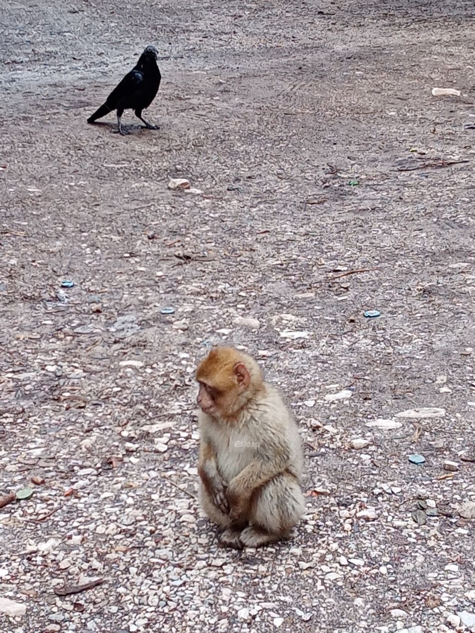 ATLAS MONKEY 🐒MOROCCO