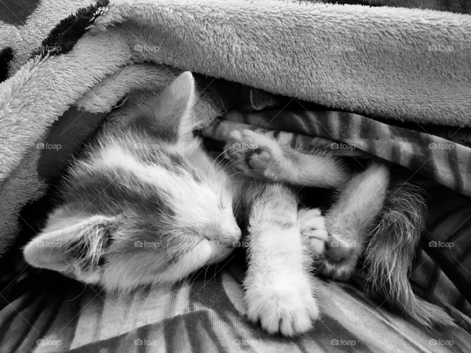 Small kitten naps in blanket, paws tangled