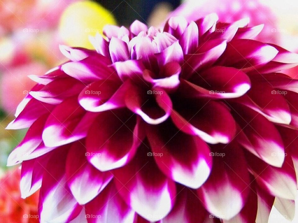 Dahlias