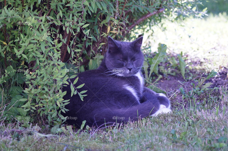 gray cat lying in the grass