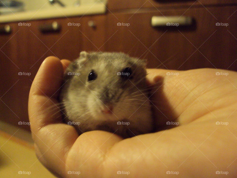 Epsilon, my little hamster friend, staring at me