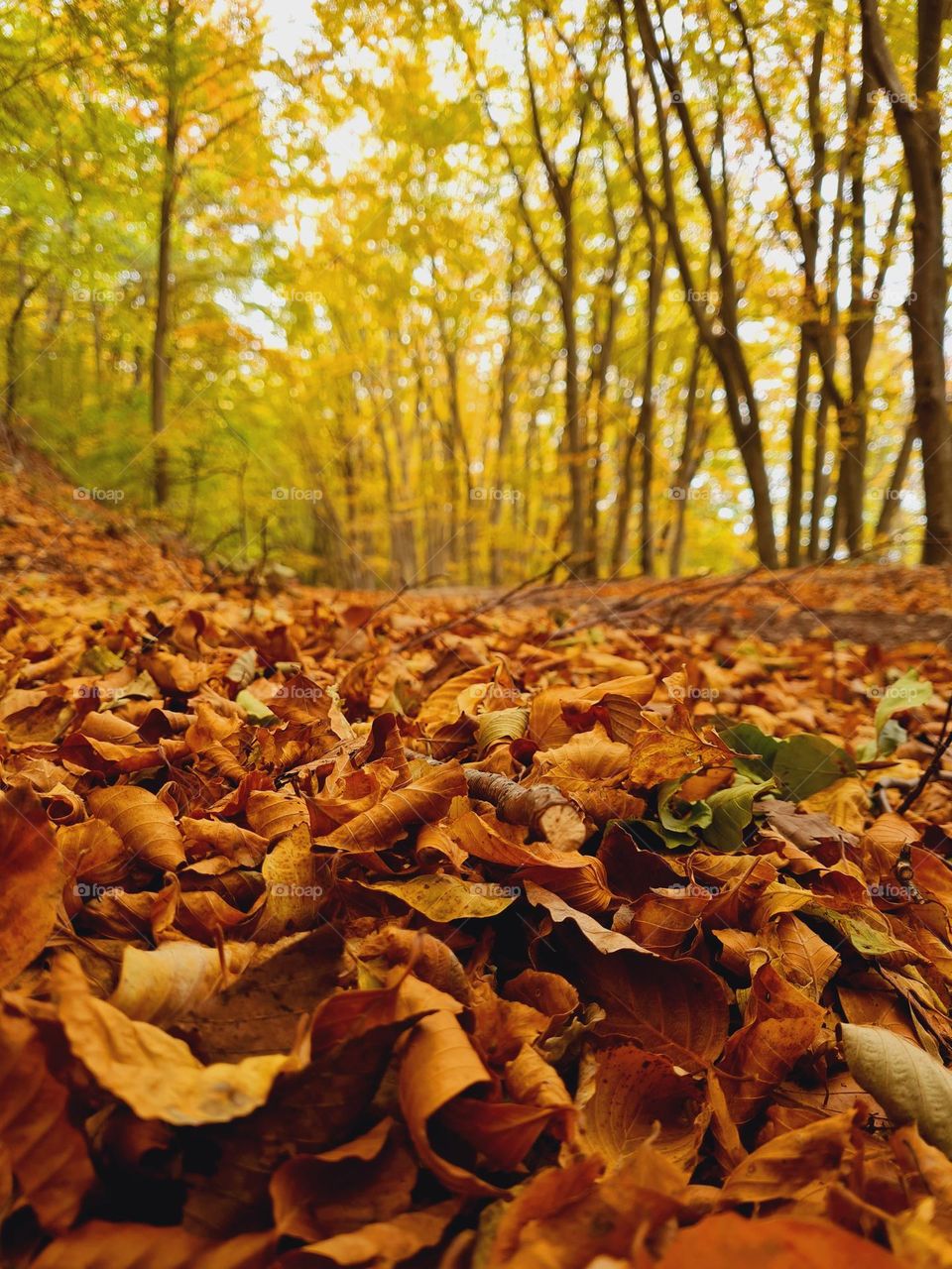 the colors of the forest in autumn